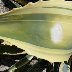 Photographie n°2329940 du taxon Agave L. [1753]