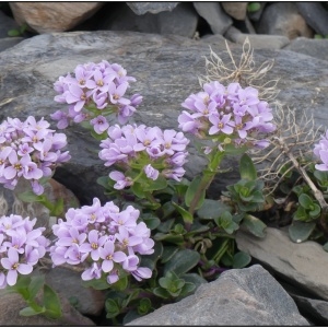 Photographie n°2329947 du taxon Noccaea rotundifolia (L.) Moench [1802]