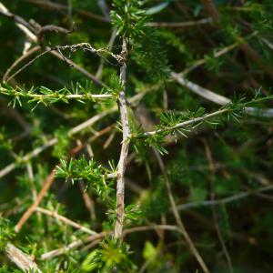 Photographie n°2329993 du taxon Asparagus acutifolius L.