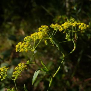 Photographie n°2329998 du taxon Bupleurum falcatum L.