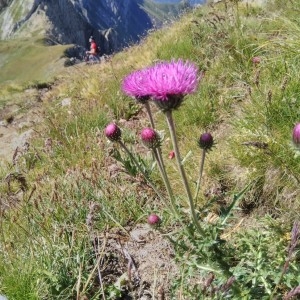 Photographie n°2330015 du taxon Carduus defloratus L. [1759]