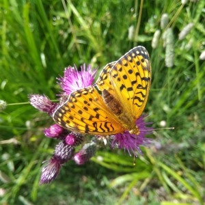 Photographie n°2330045 du taxon Cirsium palustre (L.) Scop.