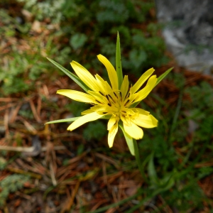 Photographie n°2330049 du taxon Tragopogon pratensis L. [1753]