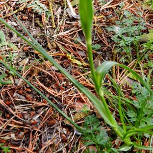 Photographie n°2330050 du taxon Tragopogon pratensis L. [1753]