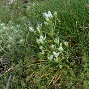 Photographie n°2330116 du taxon Ornithogalum orthophyllum Ten. [1831]