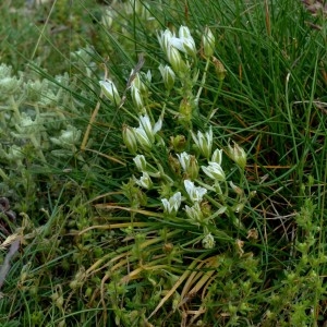 Photographie n°2330117 du taxon Ornithogalum orthophyllum Ten. [1831]