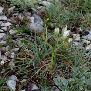 Photographie n°2330118 du taxon Ornithogalum orthophyllum Ten. [1831]