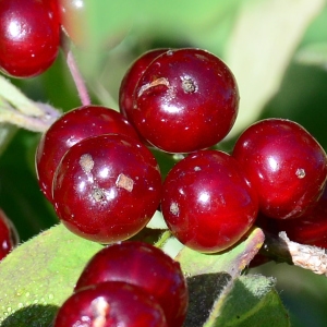 Photographie n°2330129 du taxon Lonicera xylosteum L. [1753]