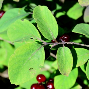 Photographie n°2330131 du taxon Lonicera xylosteum L. [1753]