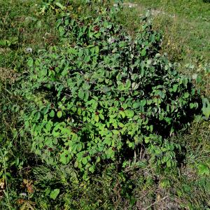 Photographie n°2330132 du taxon Lonicera xylosteum L. [1753]