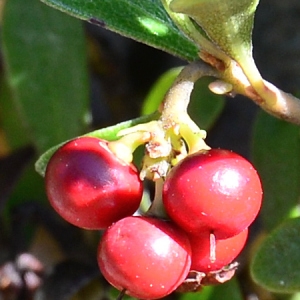  - Arctostaphylos uva-ursi (L.) Spreng. [1825]