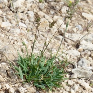 Photographie n°2330146 du taxon Poa badensis Haenke ex Willd. [1797]