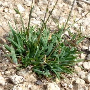 Photographie n°2330147 du taxon Poa badensis Haenke ex Willd. [1797]