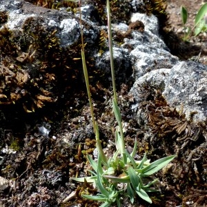 Photographie n°2330149 du taxon Poa badensis Haenke ex Willd. [1797]