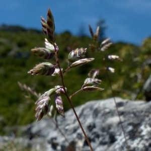 Photographie n°2330151 du taxon Poa badensis Haenke ex Willd. [1797]