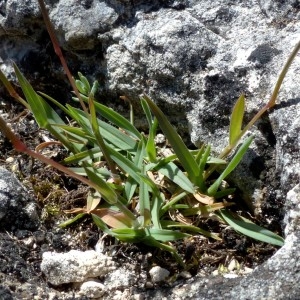 Photographie n°2330152 du taxon Poa badensis Haenke ex Willd. [1797]