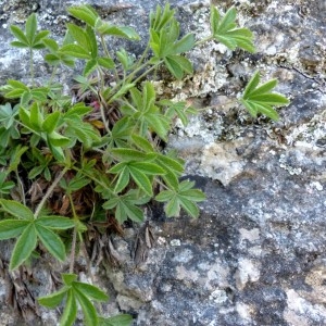  - Potentilla caulescens subsp. petiolulata (Gaudin) Nyman [1878]