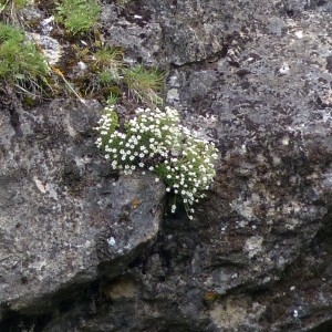  - Saxifraga cebennensis Rouy & E.G.Camus [1901]