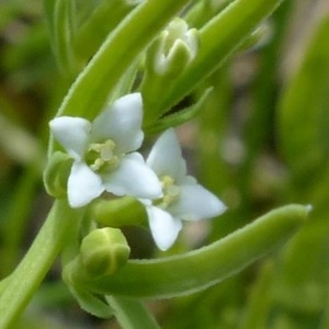 Photographie n°2330182 du taxon Thesium alpinum L. [1753]