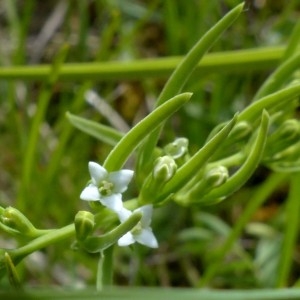 Photographie n°2330184 du taxon Thesium alpinum L. [1753]