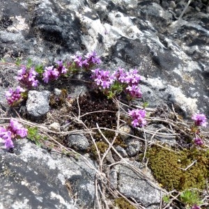  - Thymus dolomiticus H.J.Coste [1893]