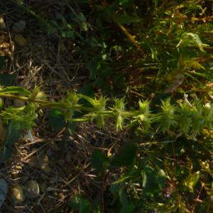 Photographie n°2330214 du taxon Stachys annua (L.) L. [1763]