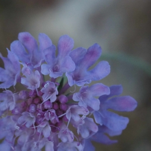 Photographie n°2330222 du taxon Scabiosa triandra L. [1753]