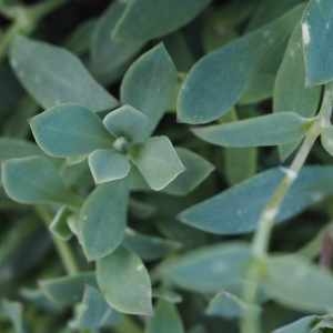 Photographie n°2330235 du taxon Silene vulgaris subsp. prostrata (Gaudin) Schinz & Thell. [1923]