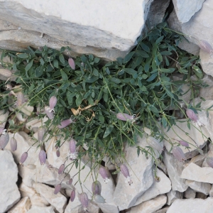 Photographie n°2330238 du taxon Silene vulgaris subsp. prostrata (Gaudin) Schinz & Thell. [1923]