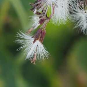 Photographie n°2330239 du taxon Adenostyles alpina (L.) Bluff & Fingerh. [1825]