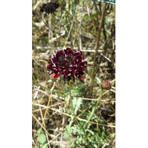 Scabiosa atropurpurea L. var. atropurpurea (Scabieuse des jardins)