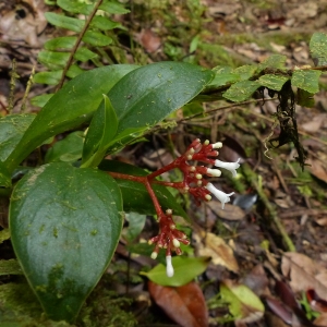  - Psychotria guadalupensis (DC.) R.A. Howard