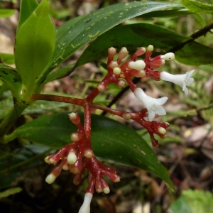  - Psychotria guadalupensis (DC.) R.A. Howard