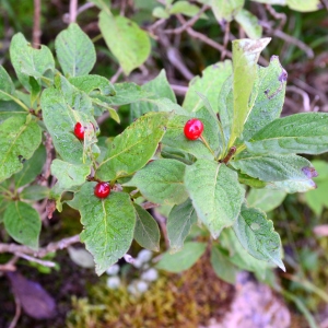 Photographie n°2330333 du taxon Lonicera alpigena L. [1753]