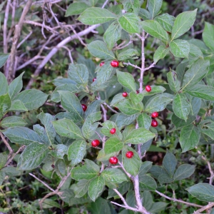  - Lonicera alpigena L. [1753]