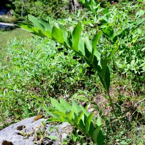 Photographie n°2330337 du taxon Polygonatum multiflorum (L.) All. [1785]