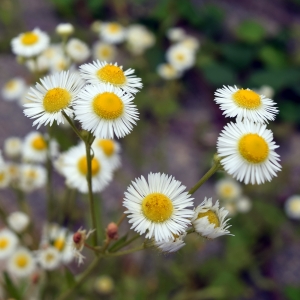 Photographie n°2330353 du taxon Erigeron annuus (L.) Desf. [1804]