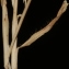  Errol Vela - Brachypodium distachyon (L.) P.Beauv. [1812]