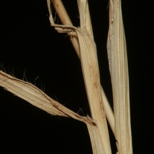 Photographie n°2330360 du taxon Brachypodium distachyon (L.) P.Beauv. [1812]