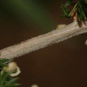 Photographie n°2330368 du taxon Asparagus acutifolius L. [1753]