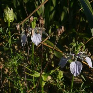  - Nigella hispanica L. [1753]