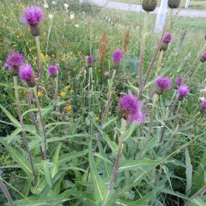 Photographie n°2330398 du taxon Cirsium heterophyllum (L.) Hill