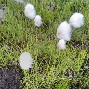 Photographie n°2330429 du taxon Eriophorum scheuchzeri Hoppe