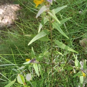 Photographie n°2330446 du taxon Melampyrum nemorosum L.