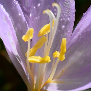 Photographie n°2330457 du taxon Colchicum autumnale L. [1753]