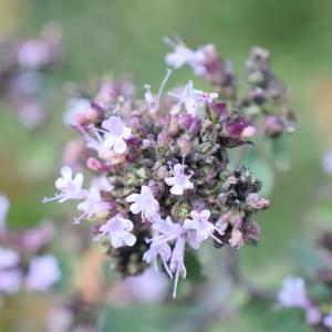 Photographie n°2330470 du taxon Origanum vulgare L. [1753]