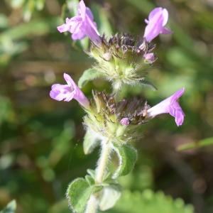 Photographie n°2330481 du taxon Clinopodium vulgare L. [1753]