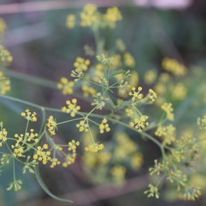 Photographie n°2330487 du taxon Bupleurum falcatum L. [1753]