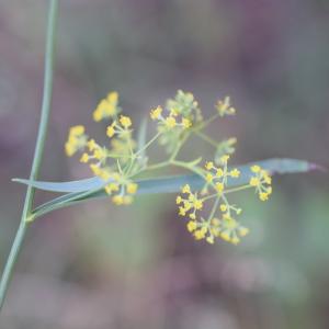 Photographie n°2330488 du taxon Bupleurum falcatum L. [1753]