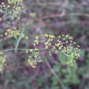 Photographie n°2330489 du taxon Bupleurum falcatum L. [1753]